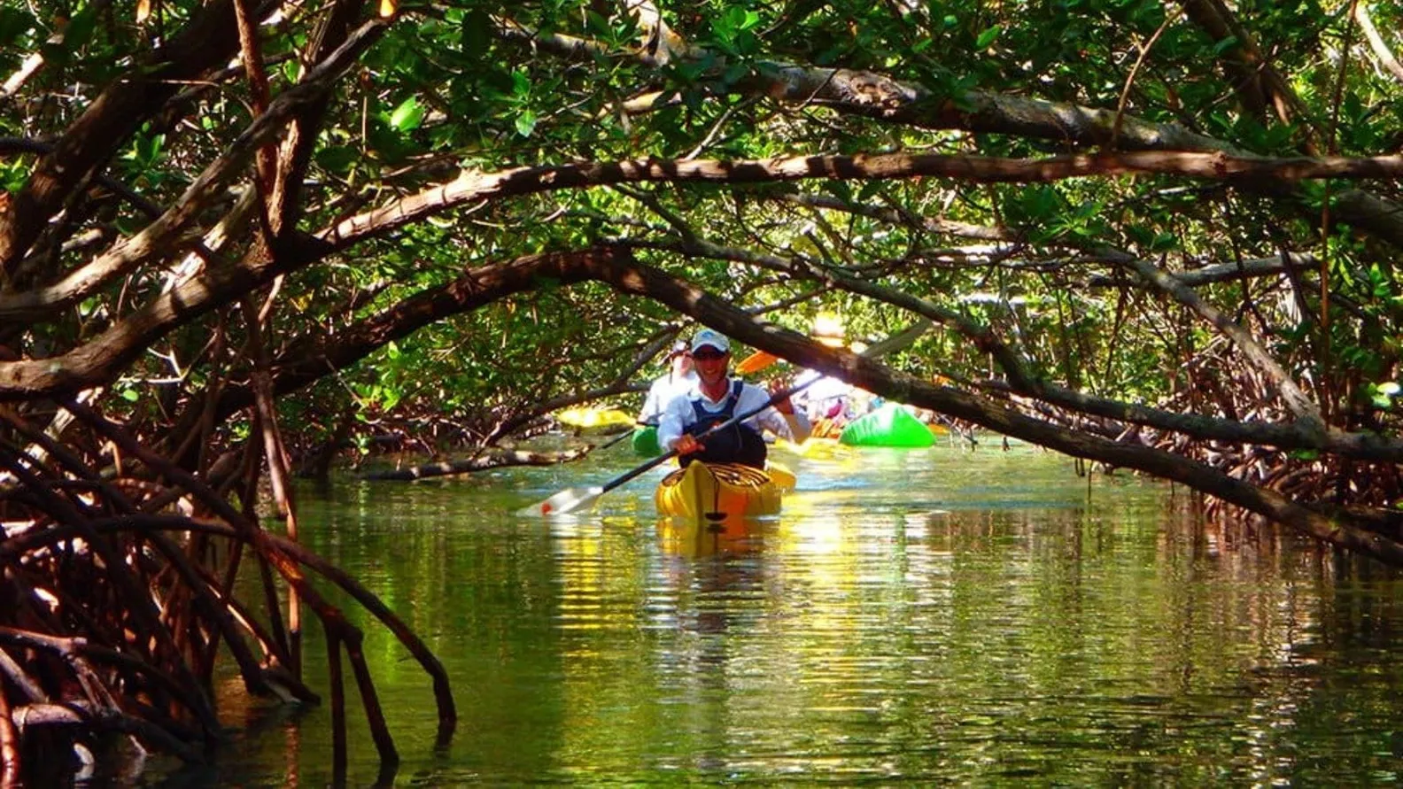Mangrove Kayaking Adventure gallery image 3