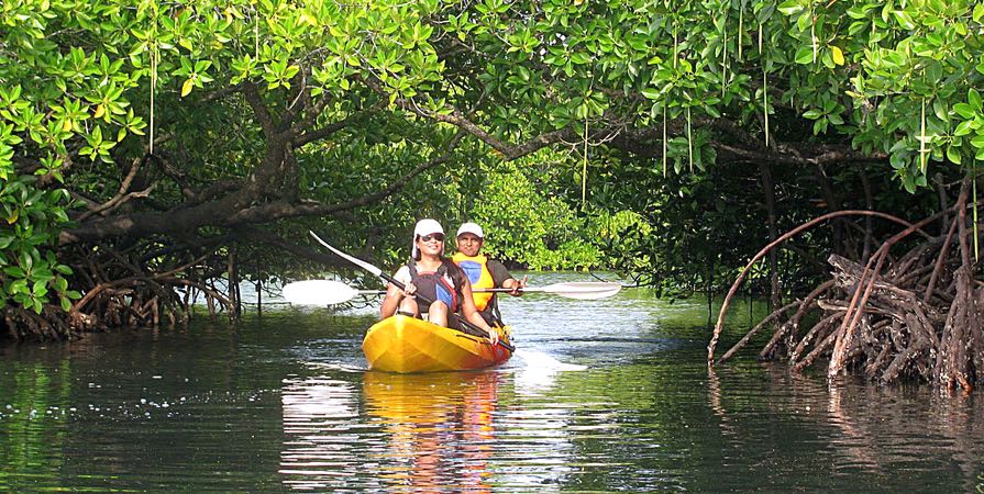 Kayaking in Andaman: Havelock Mangroves, Night Kayaking and Nature Guide